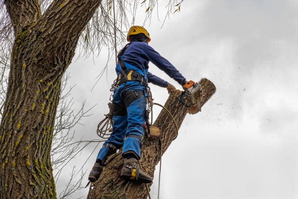 Tree Removal for Businesses in Cedar Grove, FL